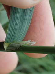 Bromus
