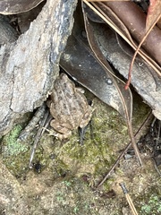 Anaxyrus fowleri