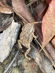 Anaxyrus fowleri