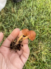 Hygrocybe singeri