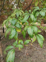 Chionanthus virginicus