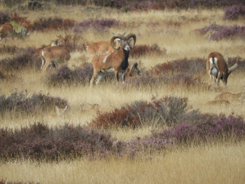 Ovis aries musimon
