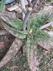 Aloe maculata