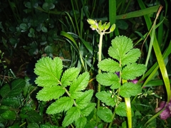 Erodium