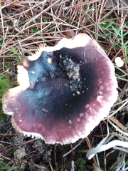 Russula atropurpurea