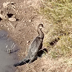 Nannopterum brasilianum