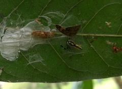 Phintelloides versicolor