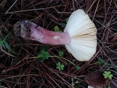 Russula atropurpurea