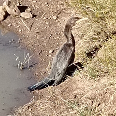 Nannopterum brasilianum