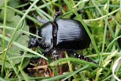 Typhaeus typhoeus