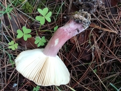 Russula atropurpurea