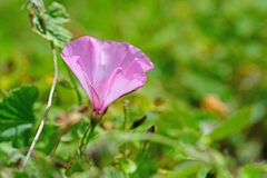 Convolvulus althaeoides