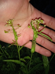 Capsella bursa-pastoris