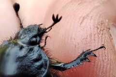 Typhaeus typhoeus
