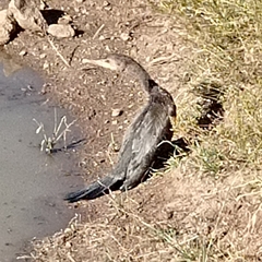 Nannopterum brasilianum