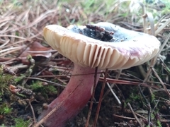 Russula atropurpurea