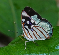 Dynamine chryseis