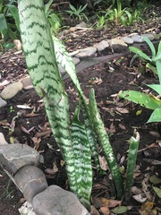 Sansevieria