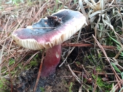 Russula atropurpurea