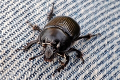 Typhaeus typhoeus