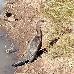 Nannopterum brasilianum