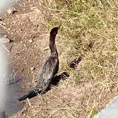 Nannopterum brasilianum