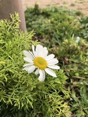 Tripleurospermum maritimum