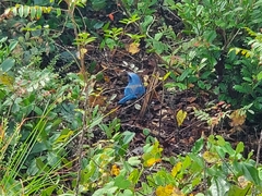 Aphelocoma coerulescens