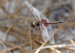 Celithemis ornata