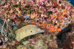 Muraena helena