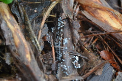 Badhamia utricularis