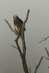 Trigonoceps occipitalis