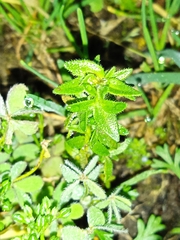 Veronica arvensis