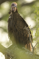 Necrosyrtes monachus