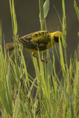 Ploceus cucullatus spilonotus