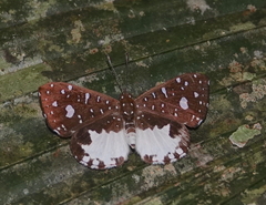 Ithomiola orpheus