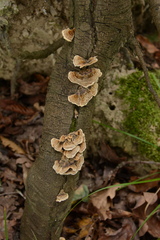 Trametes ochracea