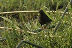 Zapornia flavirostra