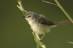 Prinia subflava affinis