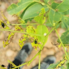 Apoderinae