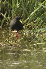 Zapornia flavirostra