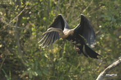 Anhinga rufa rufa
