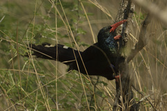 Phoeniculus purpureus marwitzi