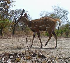 Tragelaphus scriptus