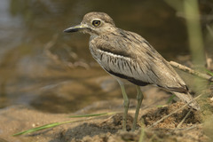 Burhinus vermiculatus
