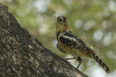Trachyphonus vaillantii vaillantii