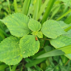 Adelidae