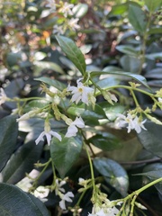 Jasminum multiflorum