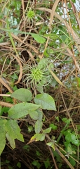 Clematis pitcheri