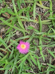 Carpobrotus dimidiatus